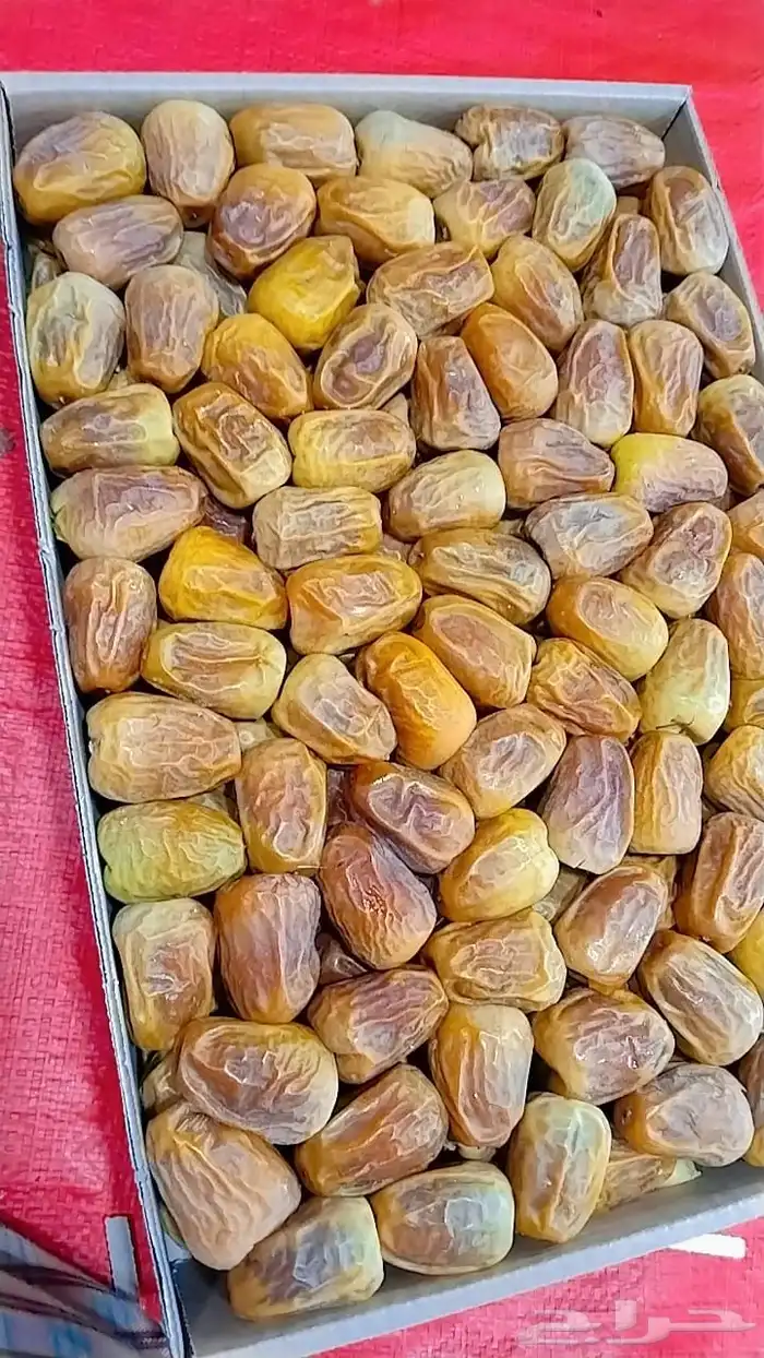 مفتل رقم 1 1