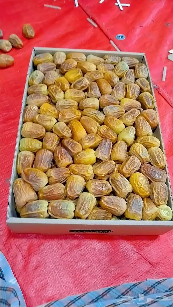 مفتل رقم 1 0