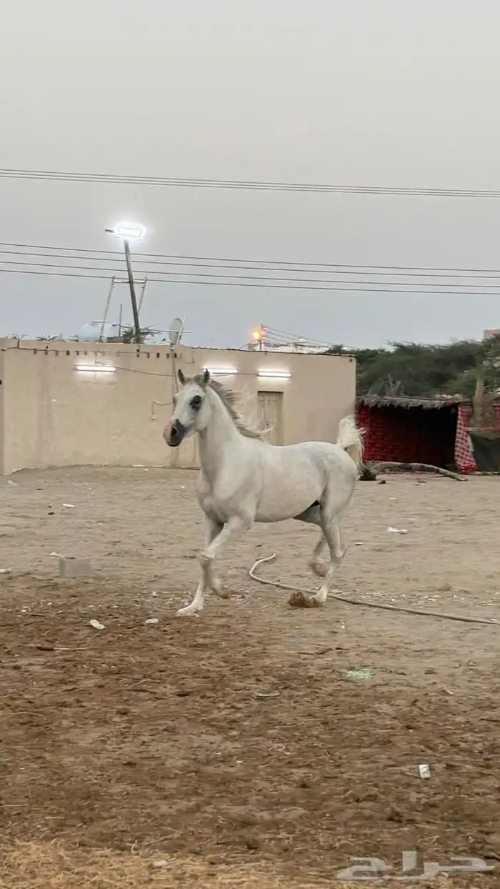 حصان 0