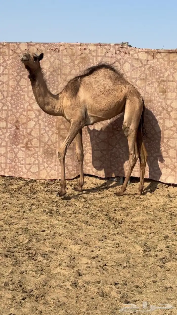 بكره حواره تنفرد بنت ولد اعور القرشي منتج 2