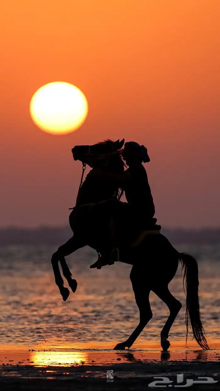 رحلات خيل على البحر في ذهبان 0