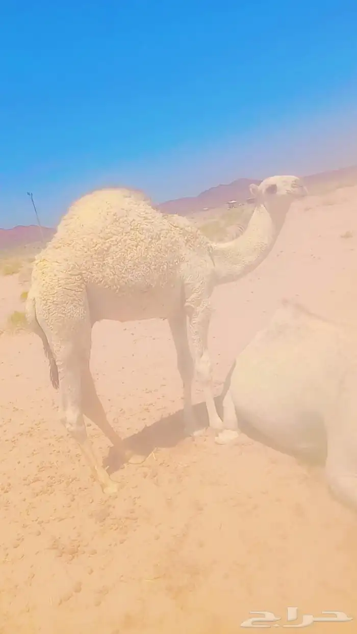 للبيع حاشي فاخر جدا 0