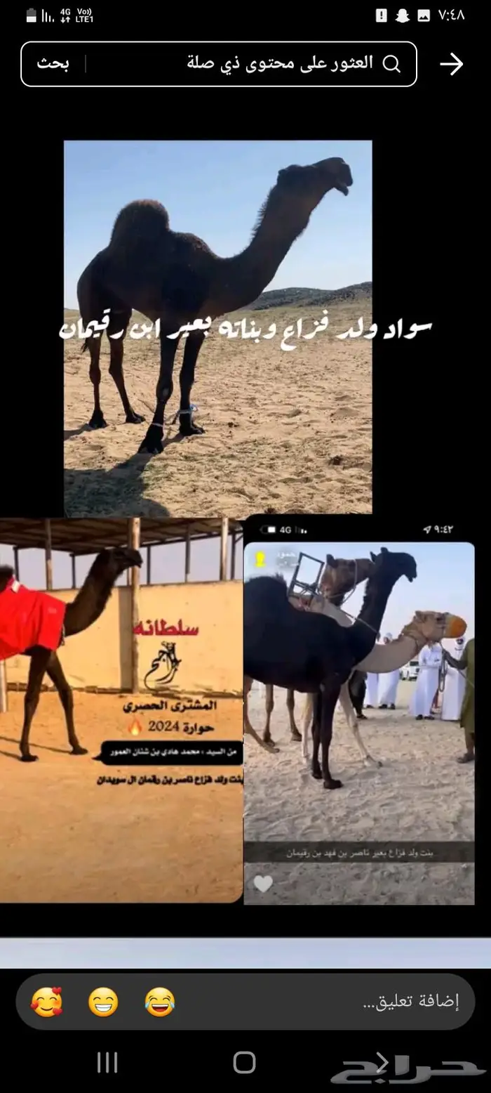 لقحه 1