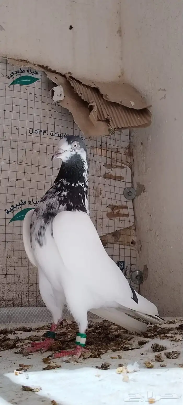 اساسات للبيع 0