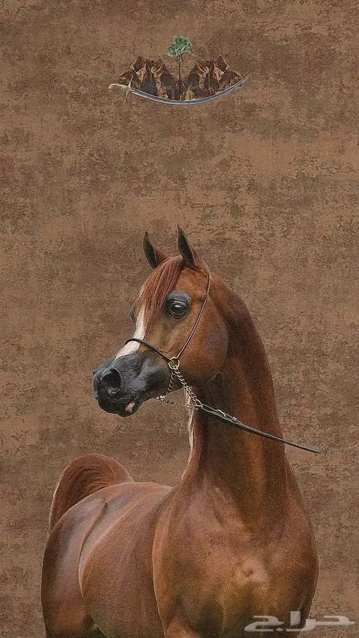 احتاج سايس خيل خبره 0