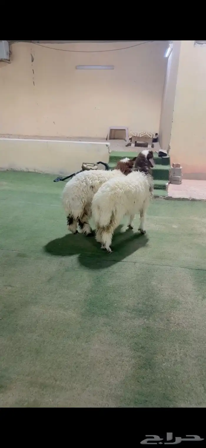 رخل نعيم الرياض حي الشفآء آي مكان نوصل ذبح ثنتين حد 1300 1