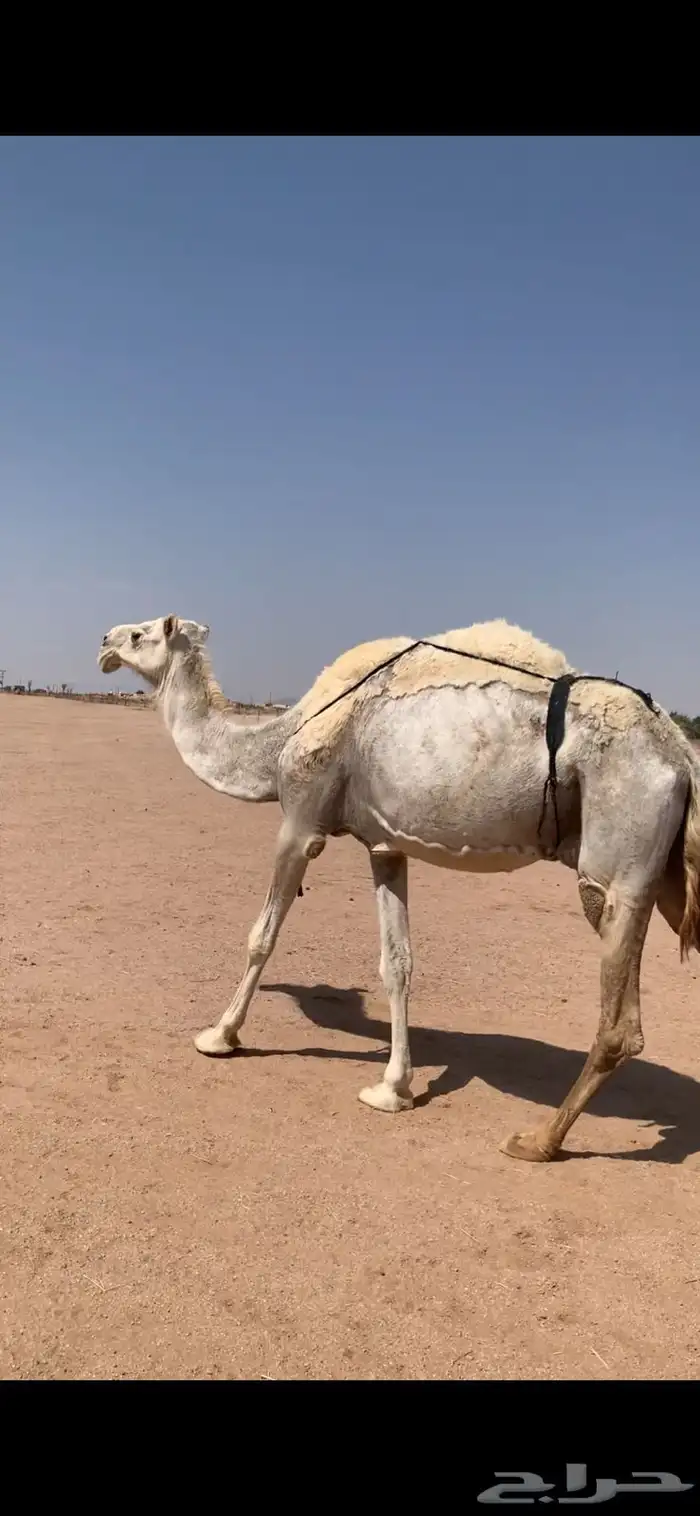 لبيع خفوت وضحاء مبيوع ولدها اليوم 2