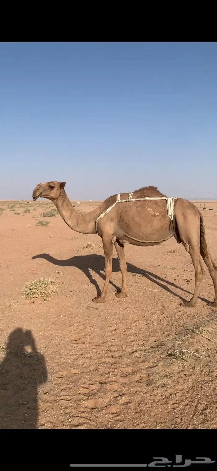 لبيع لقحه صفراء لها ف القاح 9 شهور 0