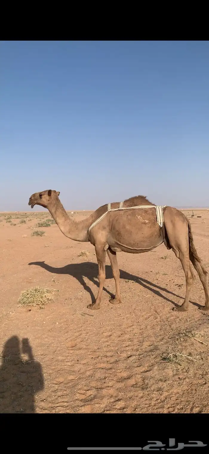 لبيع لقحه صفراء لها ف القاح 9 شهور 1