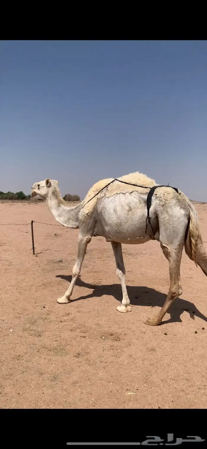 لبيع خفوت وضحاء مبيوع ولدها اليوم 1