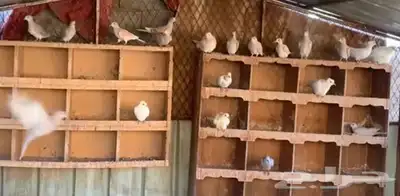 قمري زينه 0
