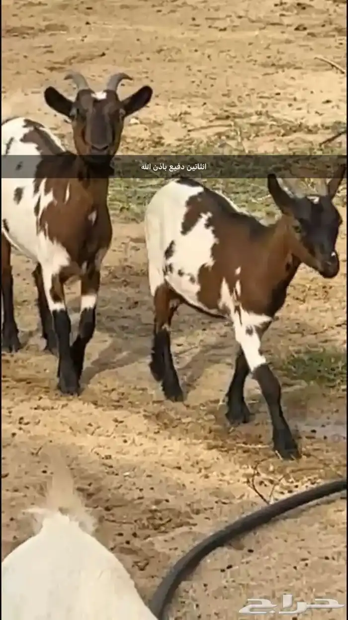 ماعز قزم تيس وثلاث معزا دفيع 0