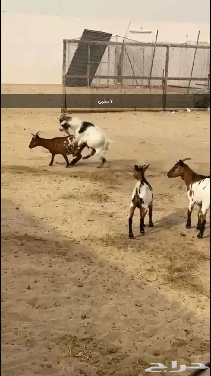 ماعز قزم تيس وثلاث معزا دفيع 8