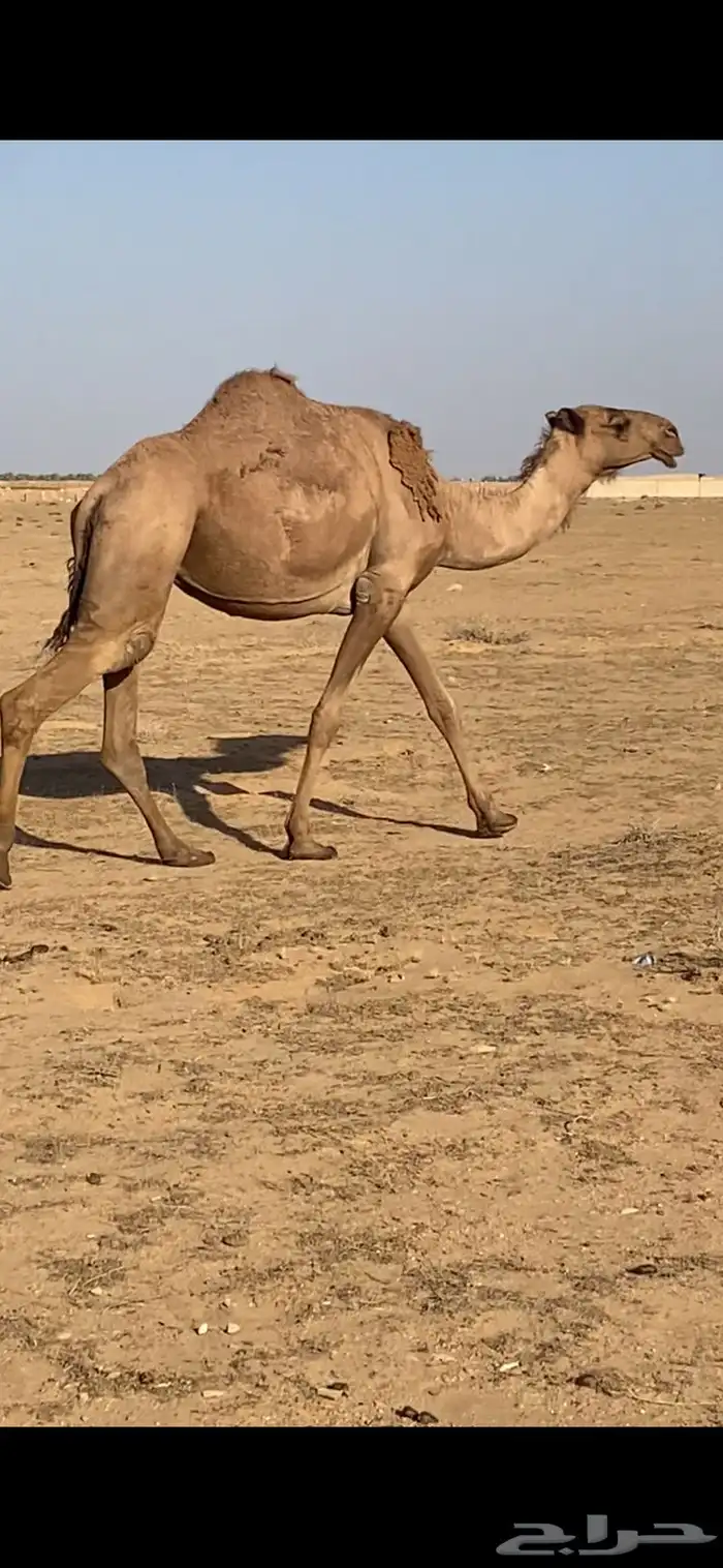 القحات وضحى وشعلا 14