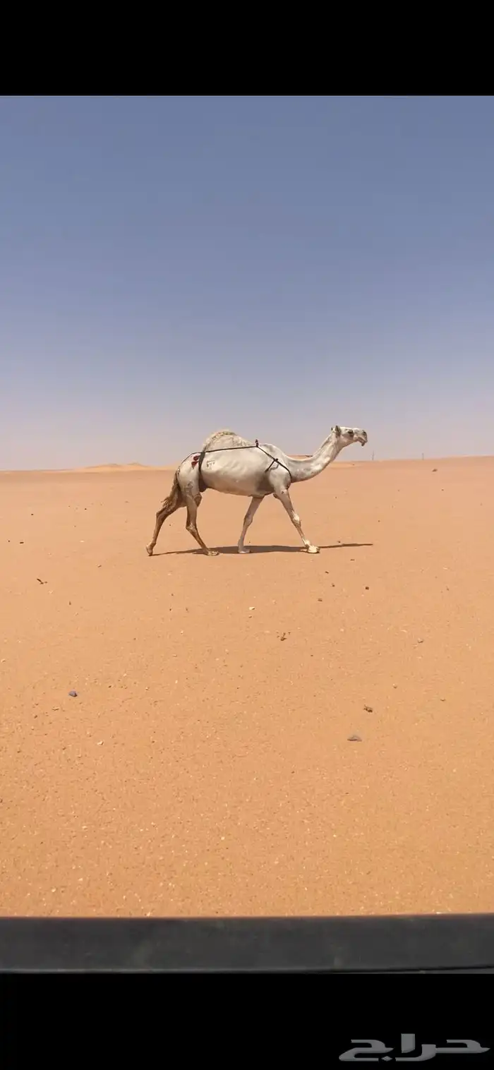 لقحه 1