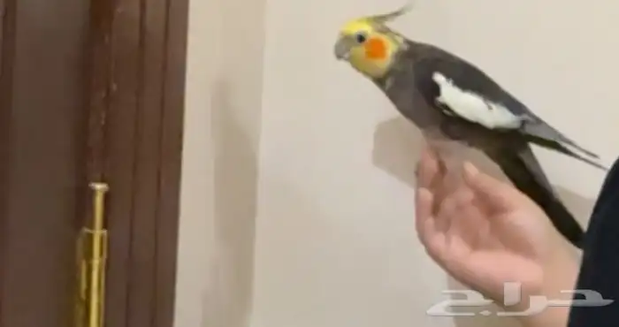 ببغاء كروان ويطلع أصوات 4