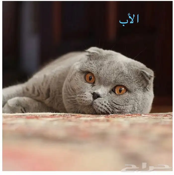 قطط سكوتش 0