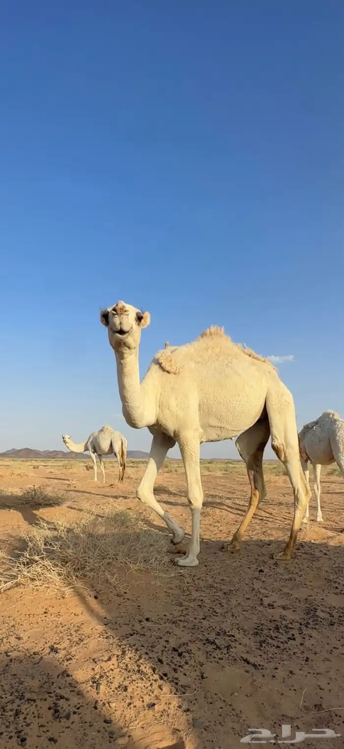 بكره حقه 1