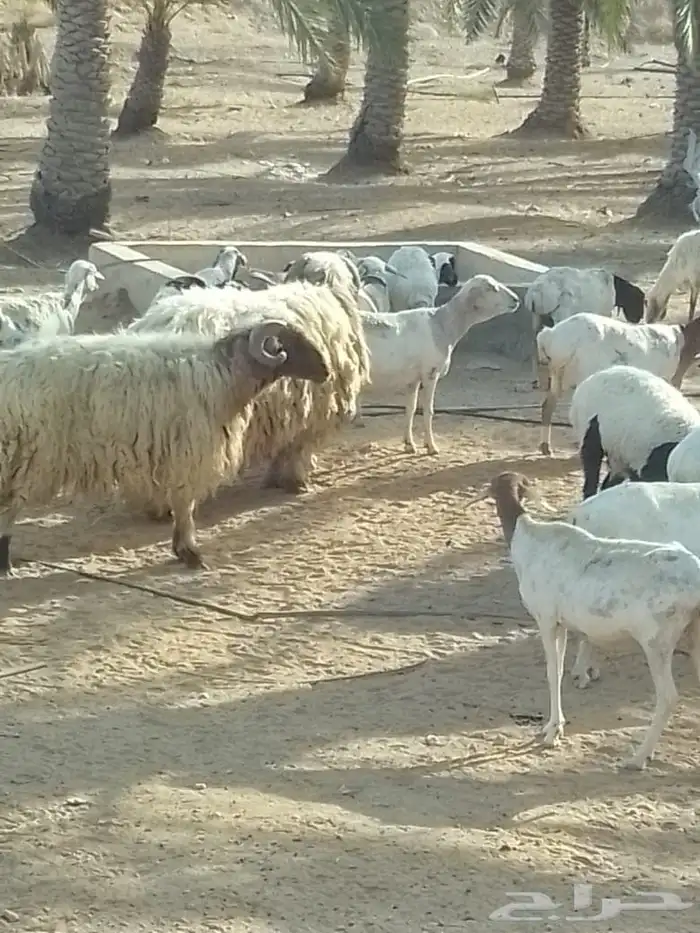 شياه برابر العدد 82 دفيع الولد 5 دفيع على نعيم 6