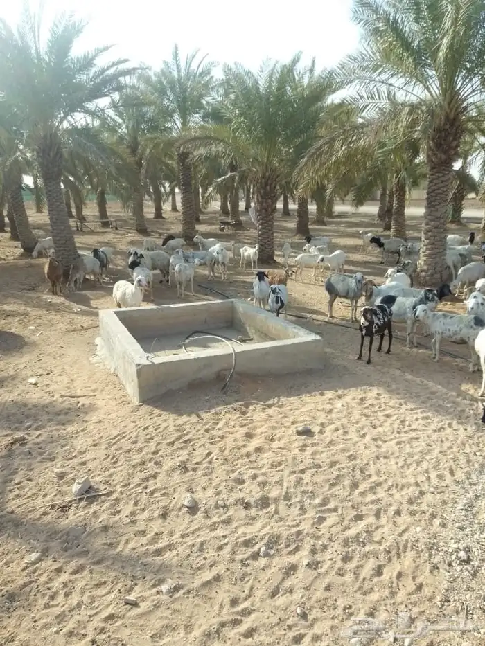 شياه برابر العدد 82 دفيع الولد 5 دفيع على نعيم 2