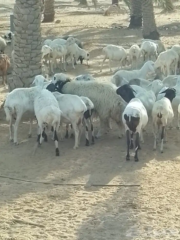 شياه برابر العدد 82 دفيع الولد 5 دفيع على نعيم 9