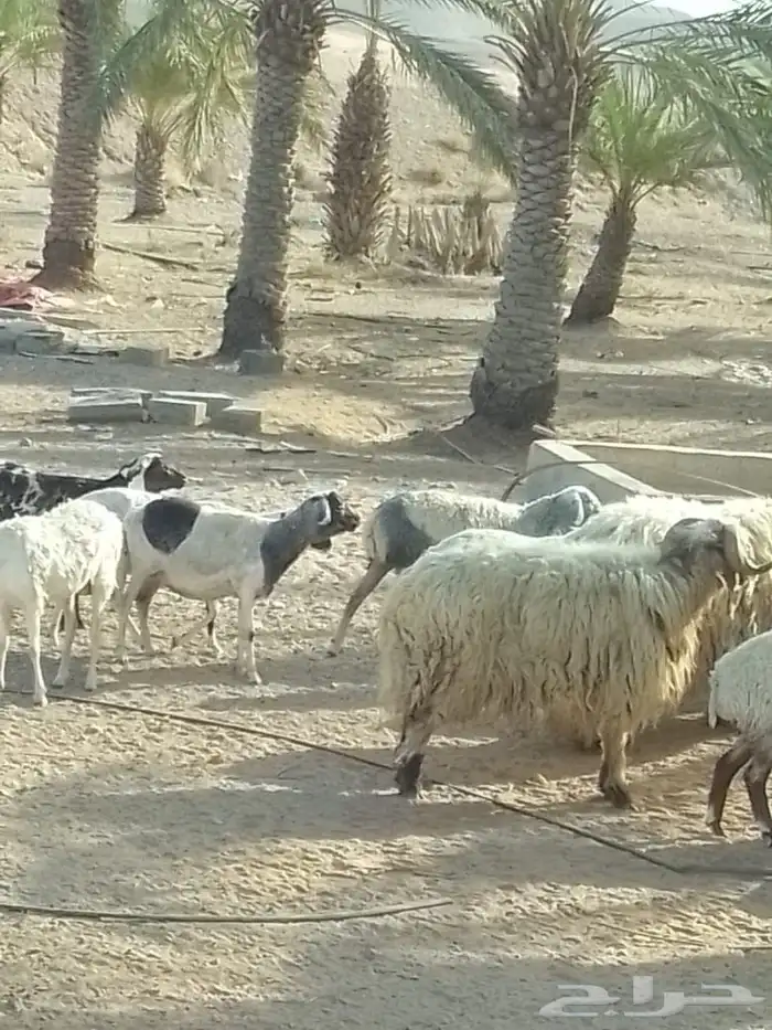 شياه برابر العدد 82 دفيع الولد 5 دفيع على نعيم 3