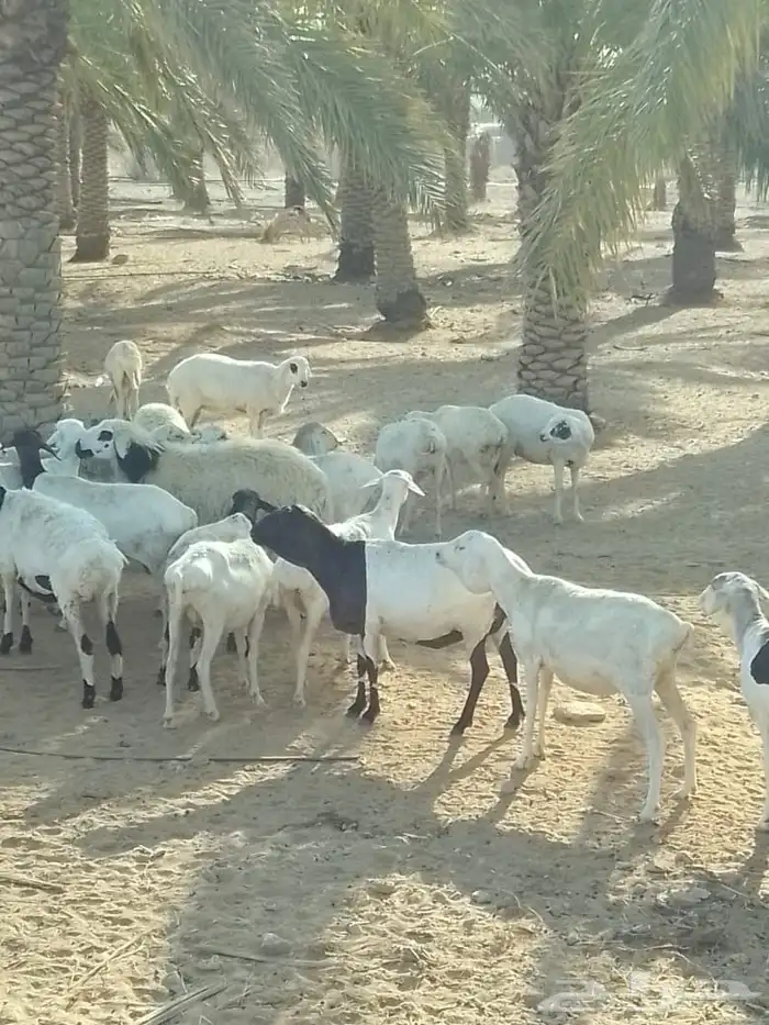 شياه برابر العدد 82 دفيع الولد 5 دفيع على نعيم 7