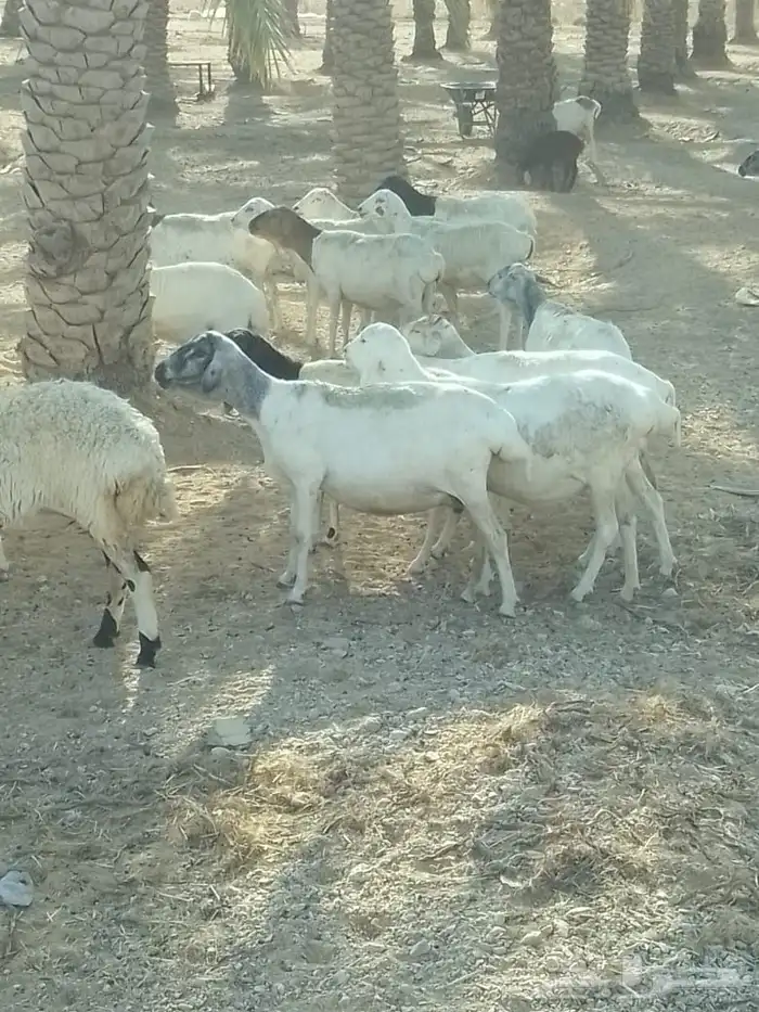 شياه برابر العدد 82 دفيع الولد 5 دفيع على نعيم 1