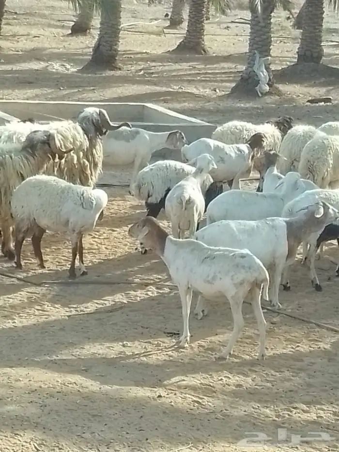 شياه برابر العدد 82 دفيع الولد 5 دفيع على نعيم 8