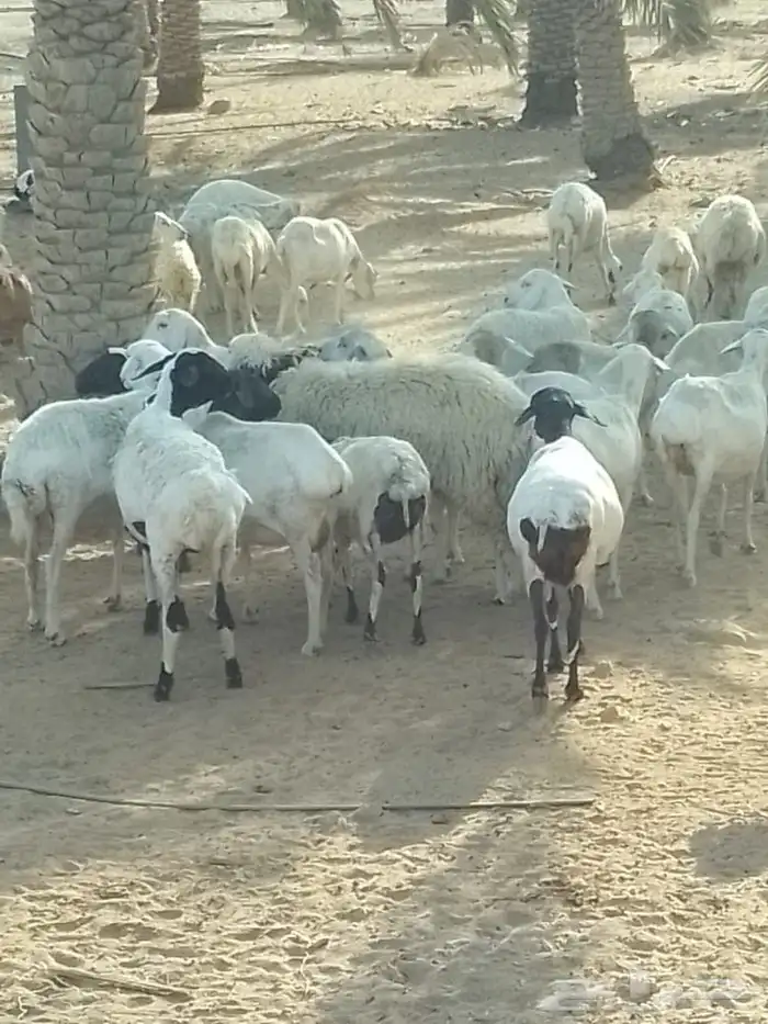 شياه برابر العدد 82 دفيع الولد 5 دفيع على نعيم 0