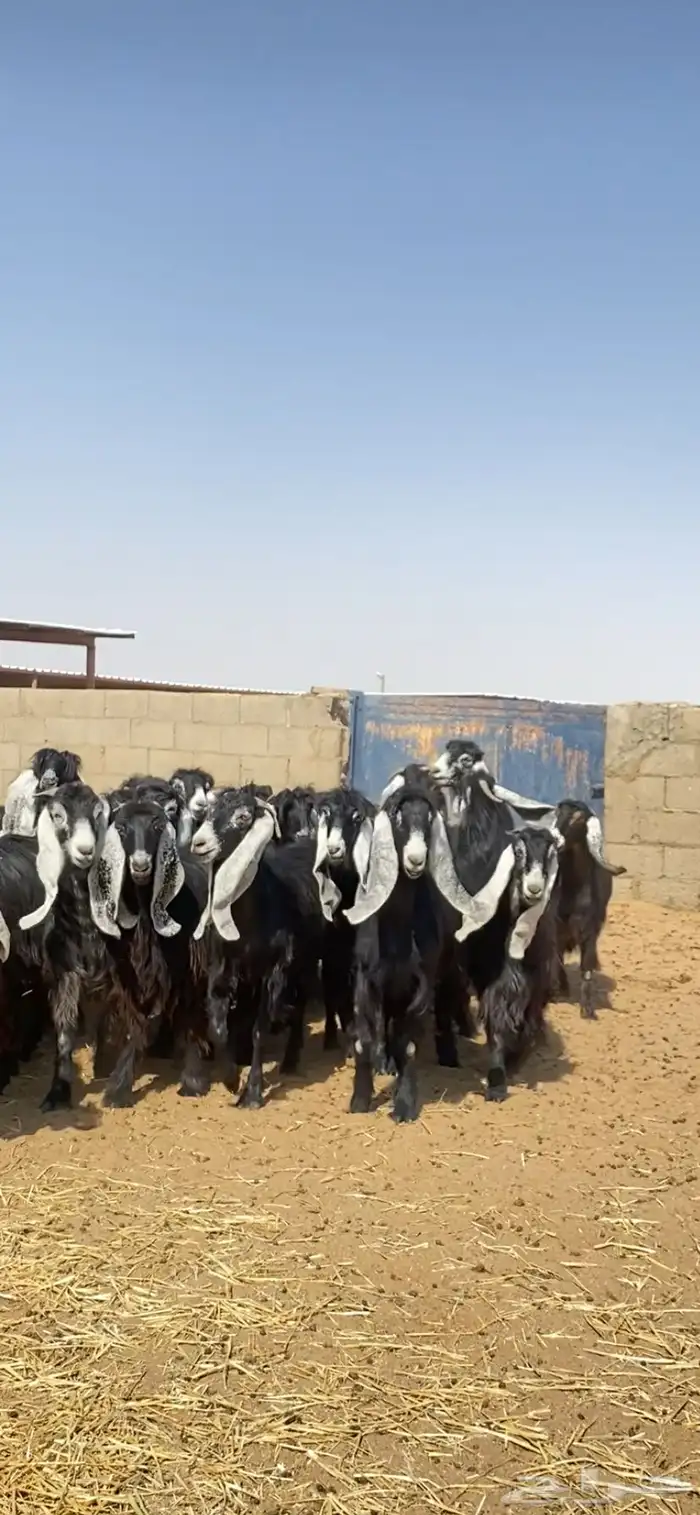 للبيع جفرات عوارض صنف 2