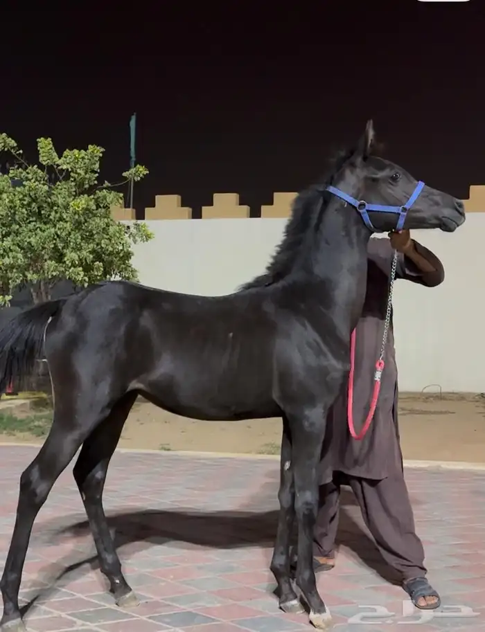 مهره ذهما شعبيه من فواخر الشعبيات 1
