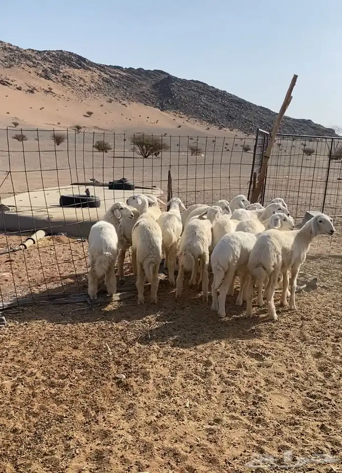 رخال مقنوي مراح العدد 15 الموقع الحناكيه 2