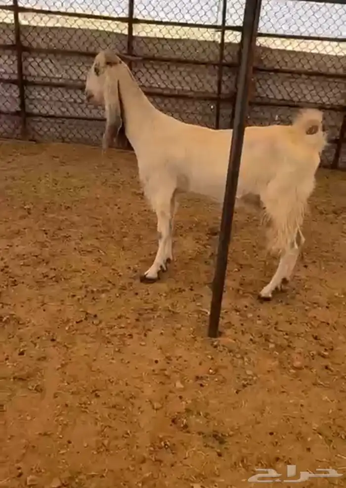 عنز ثنيه معها تيس مكبوووس شحم 0