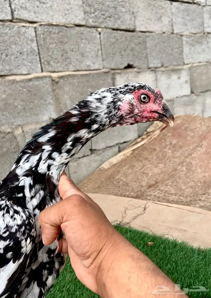 تم البيع الله يبارك لمن شرا 2