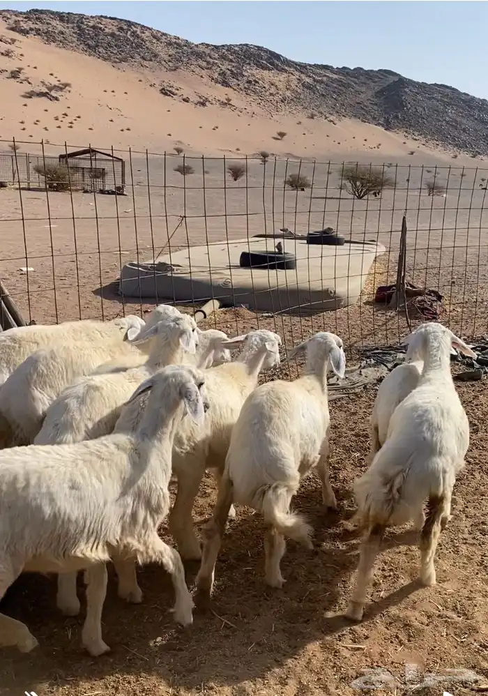 رخال مقنوي مراح العدد 15 الموقع الحناكيه 4