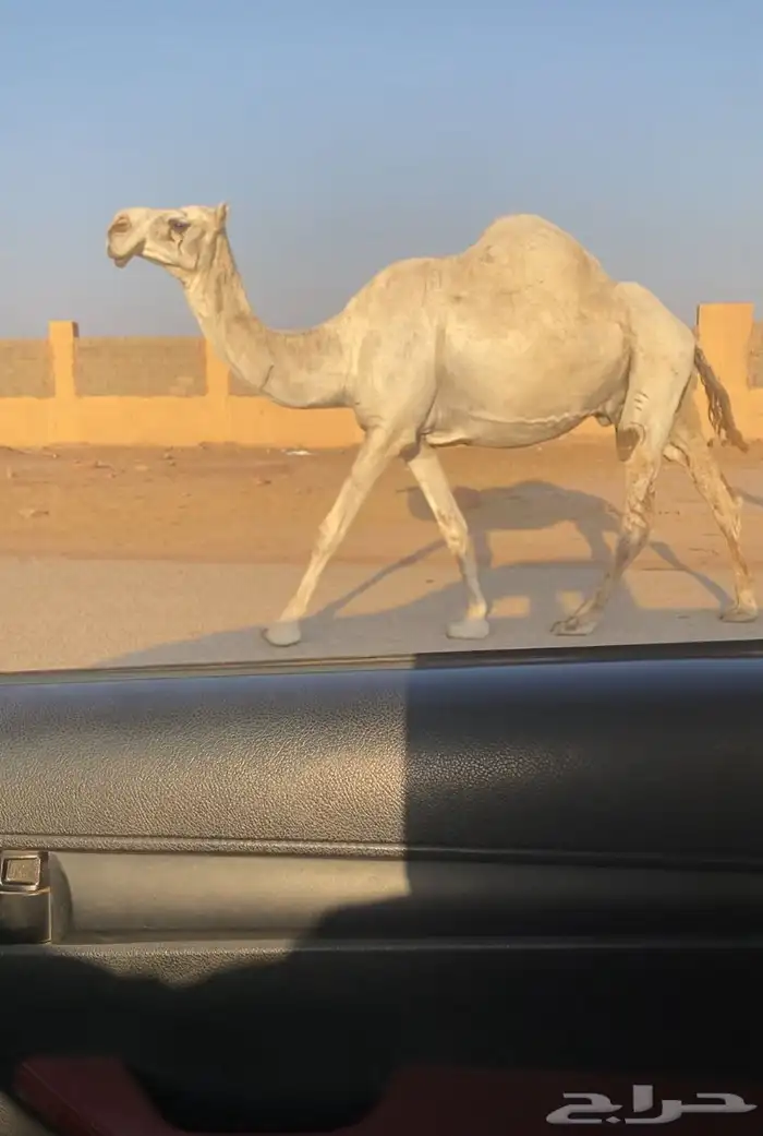 للبيع لقحه 0