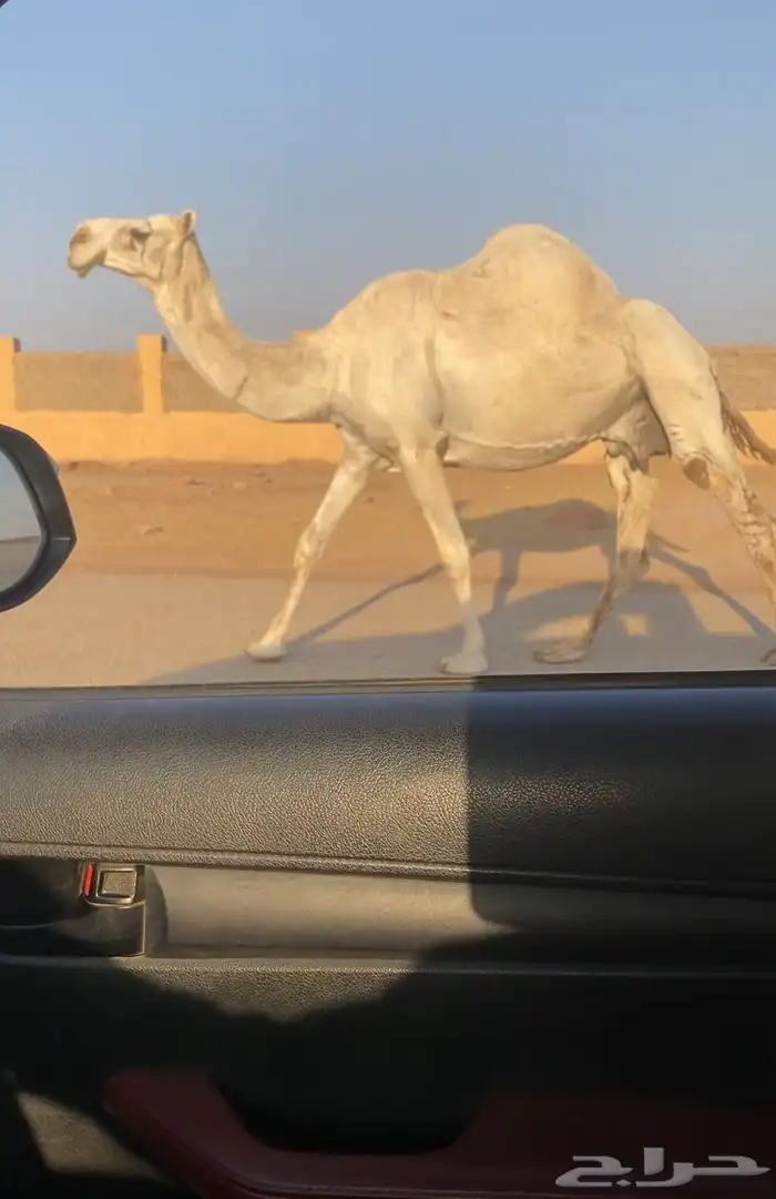 للبيع لقحه 1