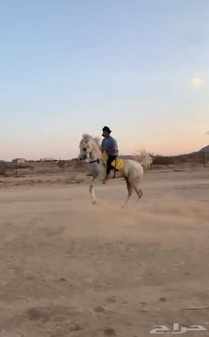 خيل شعبي 2