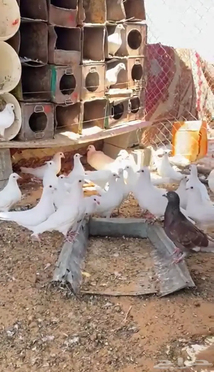 البيع طبت حمام فرنسي 0