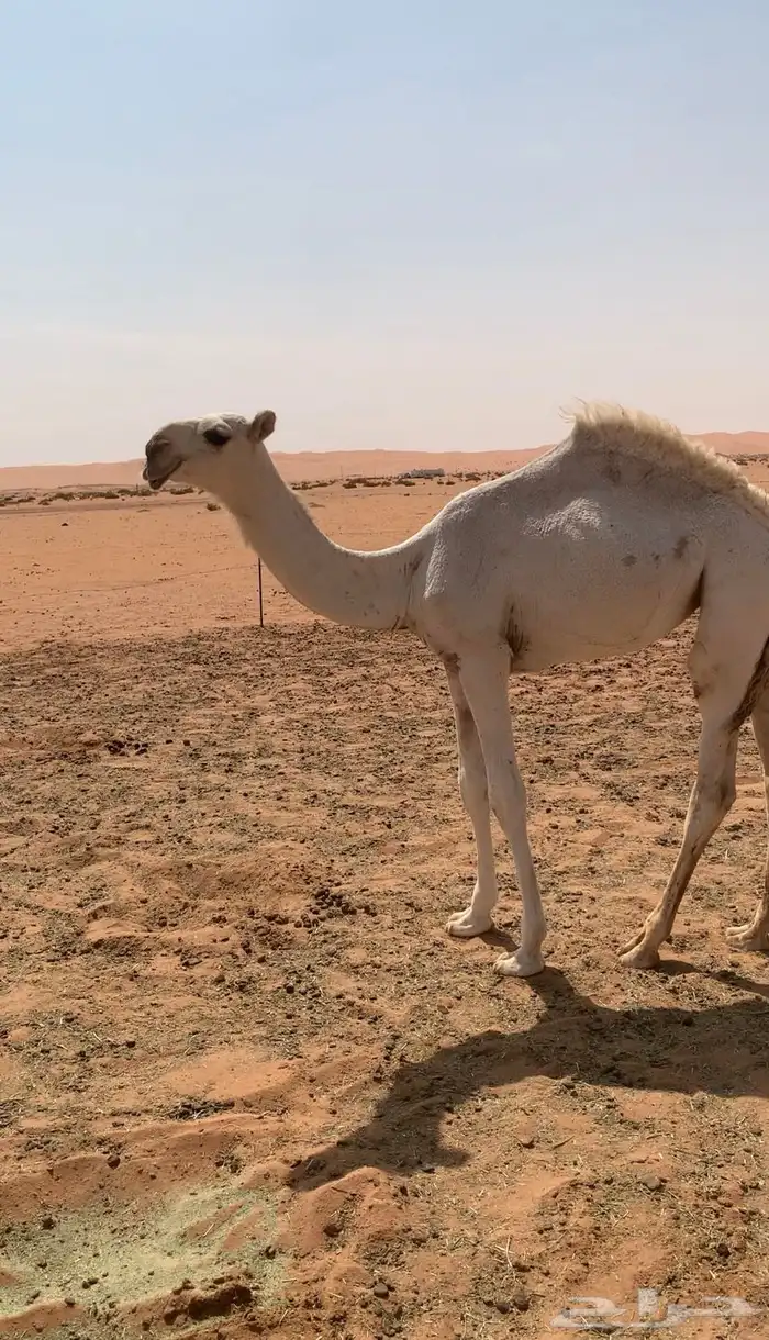 بكره وضحا على هداج 0