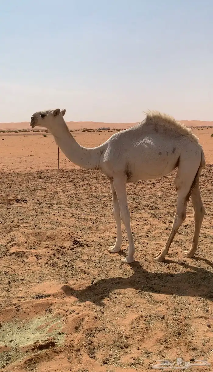 بكره وضحا على هداج 2