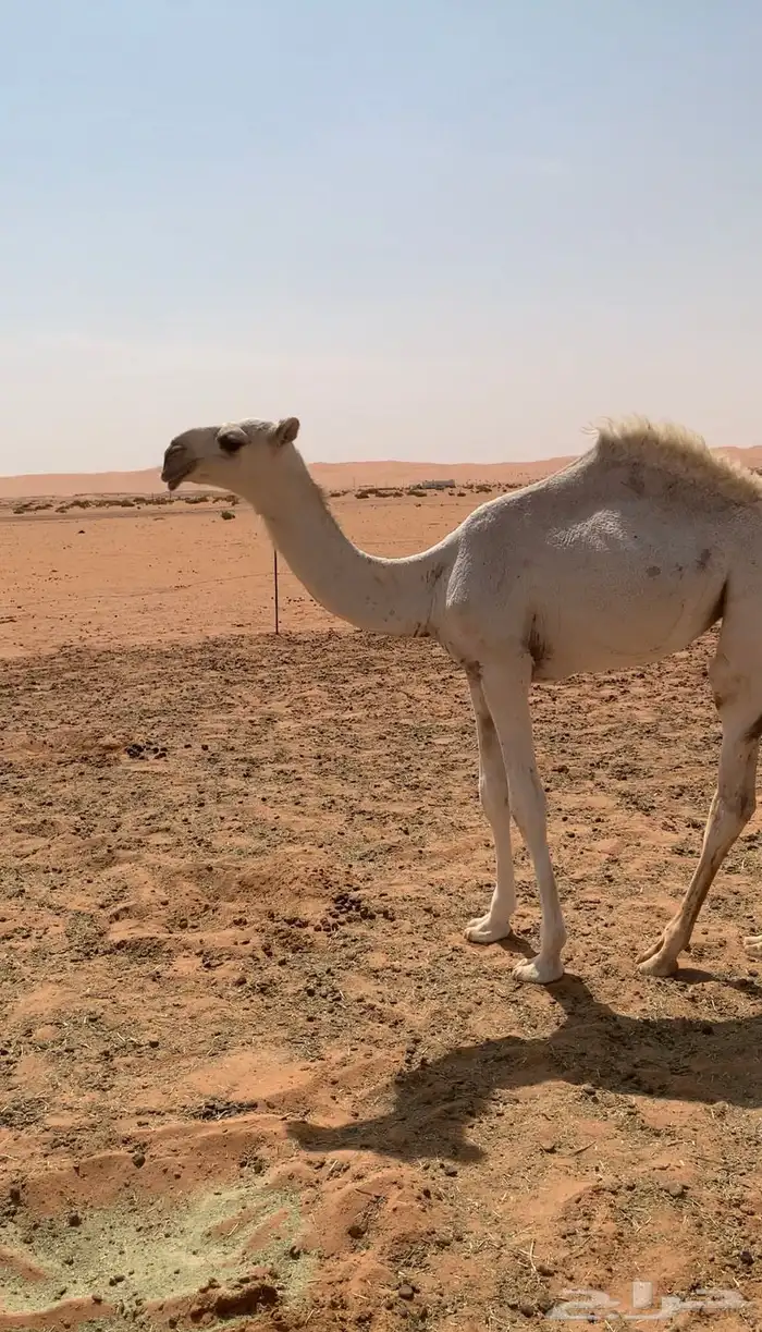 بكره وضحا على هداج 3