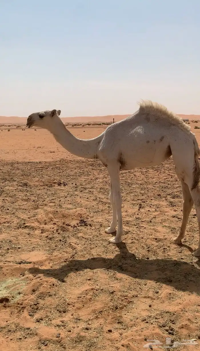 بكره وضحا على هداج 1