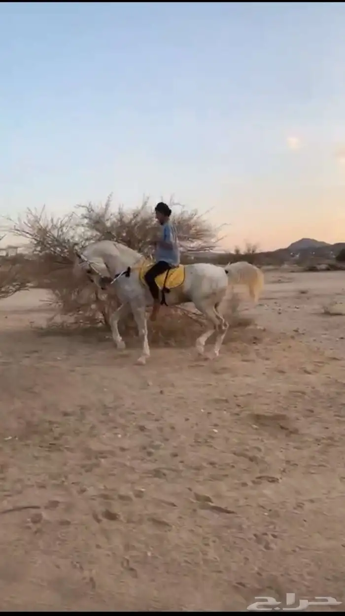 خيل شعبي 3