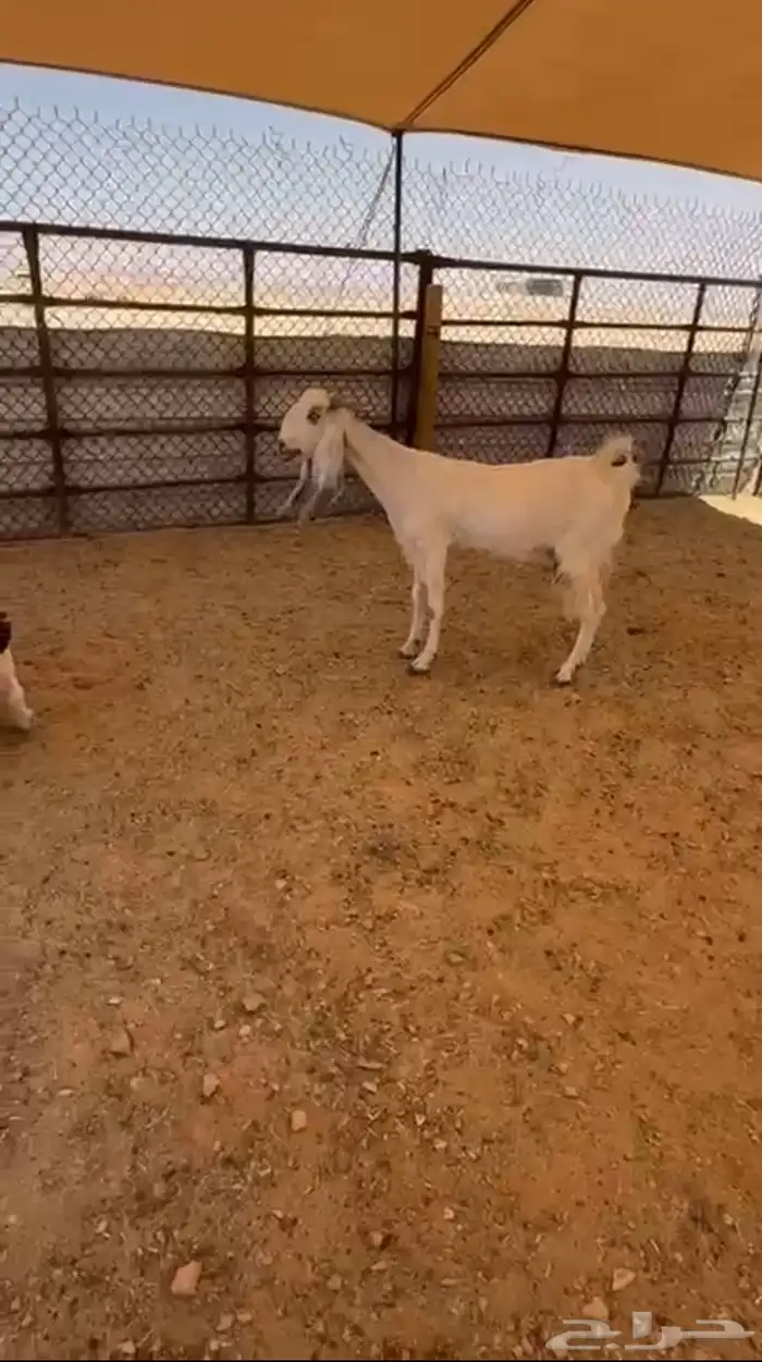 عنز ثنيه معها تيس مكبوووس شحم 1