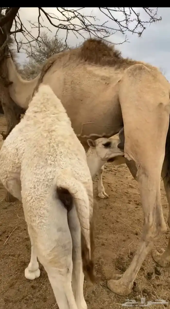 بكره كفوو فل شحم العمر ست شهور ماشالله تبارك الله 0
