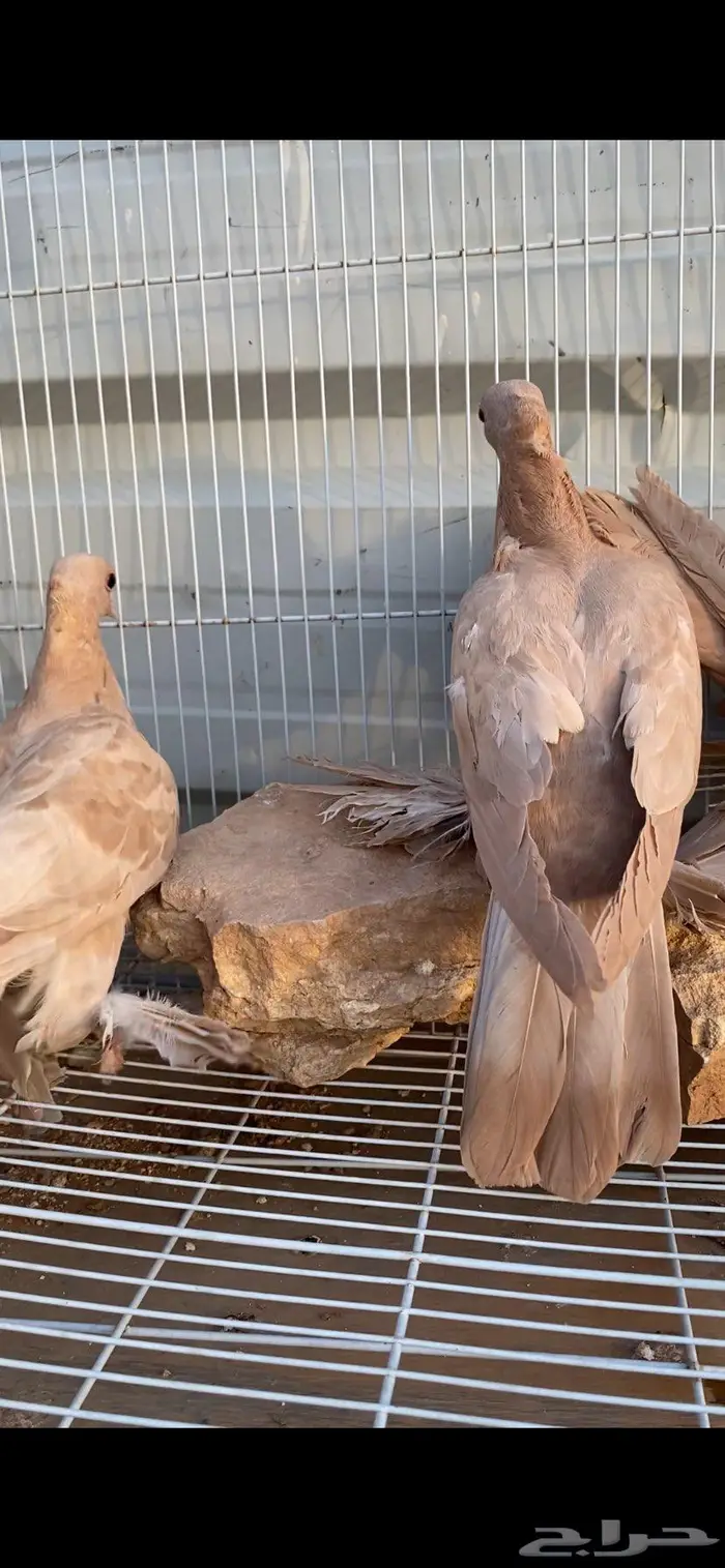 صنعاوي جميل جدا 5