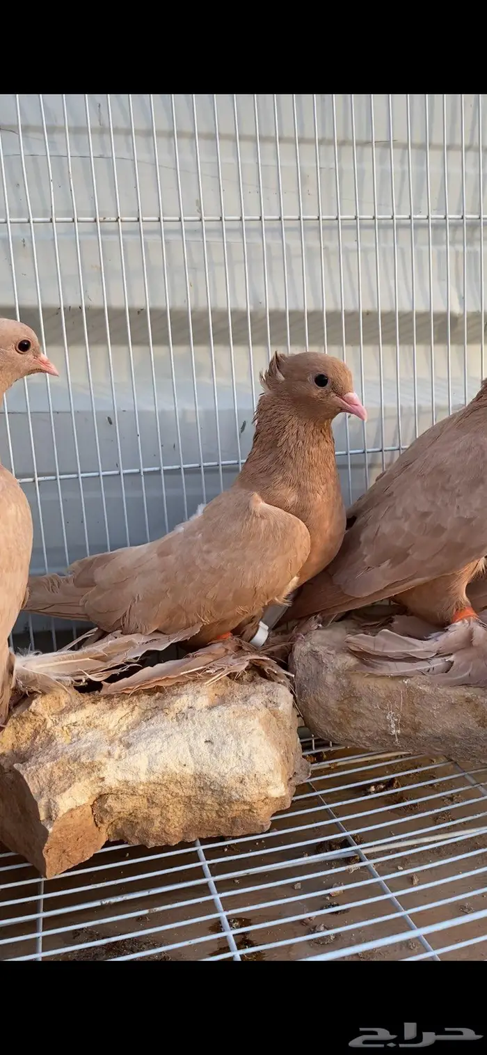 صنعاوي جميل جدا 4