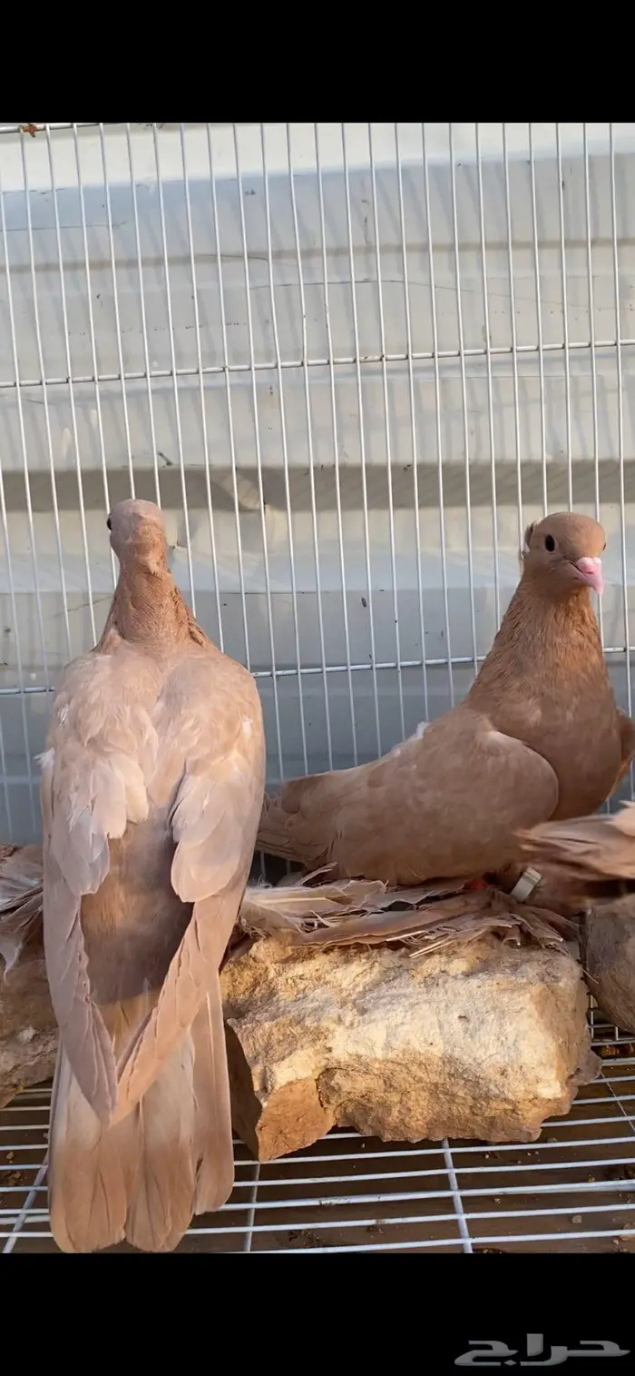 صنعاوي جميل جدا 3